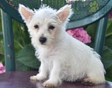 Beautiful Westie puppies for adoption~non shedding