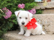 Adorable Westie Puppies-Male/Female left!!