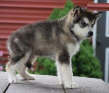 Healthy adorable *Alaskan Malamute* puppies!