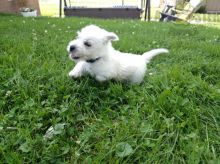 Healthy adorable *Westie* puppies!