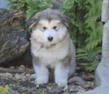 Only 2 available! Alaskan Malamute pups! **Vaccinated**