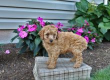 Only 2 available! Toy Poodle pups! **Vaccinated**