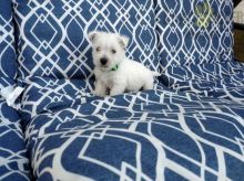 Only 2 available! Westie pups! **Vaccinated**