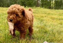 Toy Poodle Puppies ready to go home! Health Guarantee Incl.