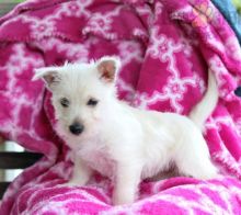 Westie pups!!! Meet them Now !