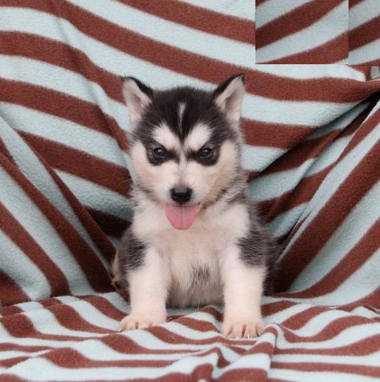 12 weeks old Alaskan Malamute Pups *Trained* Image eClassifieds4u