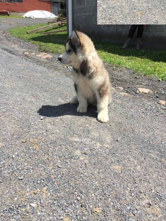 Alaskan Malamute Puppies ready to go home! Health Guarantee Incl. Image eClassifieds4u