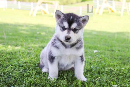 Beautiful Alaskan Malamute Puppies! READY NOW! Image eClassifieds4u