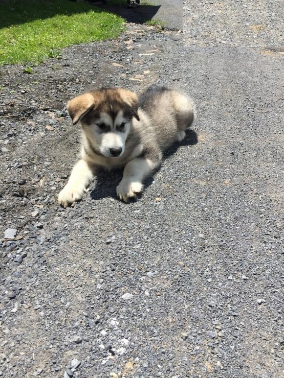 CKC Reg'd Alaskan Malamute Puppies- 2 LEFT Image eClassifieds4u