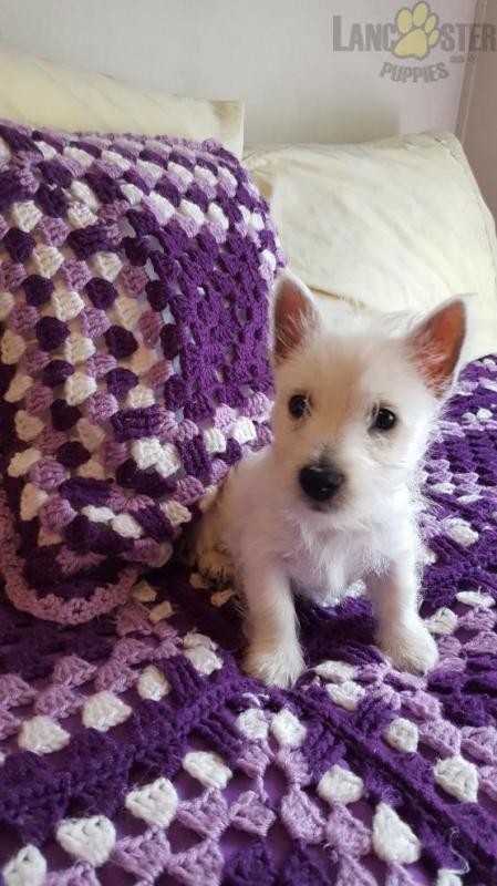 CKC Reg'd Westie Puppies- 2 LEFT Image eClassifieds4u