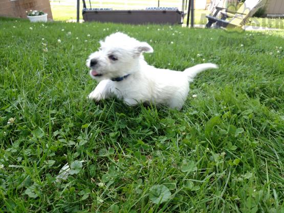Healthy adorable *Westie* puppies! Image eClassifieds4u