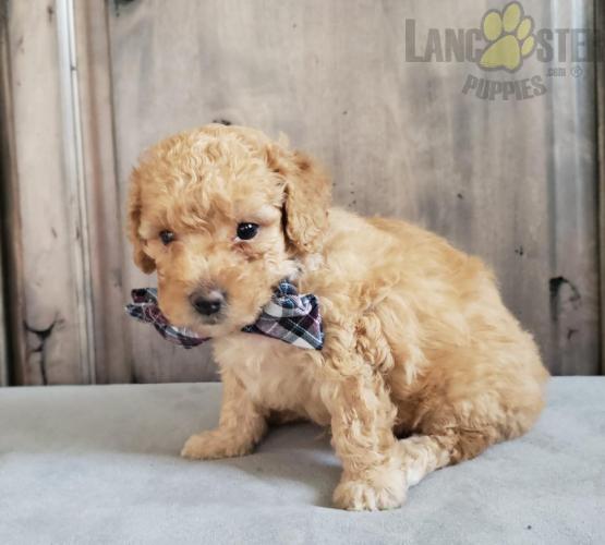 Like Toy Poodles?Cutest Toy Poodles Available Image eClassifieds4u