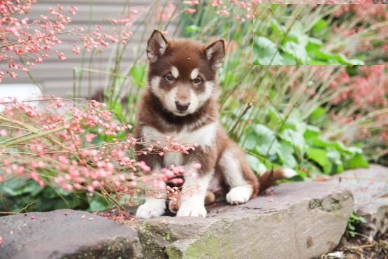 Lovely Alaskan Malamute pups -READY TO pick up Image eClassifieds4u