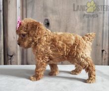 Toy Poodle pups!!! Meet them Now ! Image eClassifieds4U