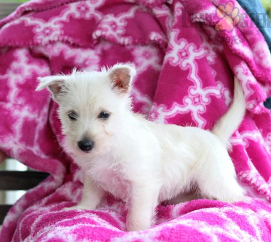 Westie pups!!! Meet them Now ! Image eClassifieds4u