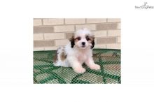 Lhasa Apso Puppies.