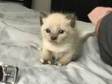We have 2 male and female Siamese kittens for adoption