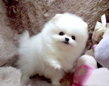 White Pomeranian Puppies rehoming kels wa88@gmail com