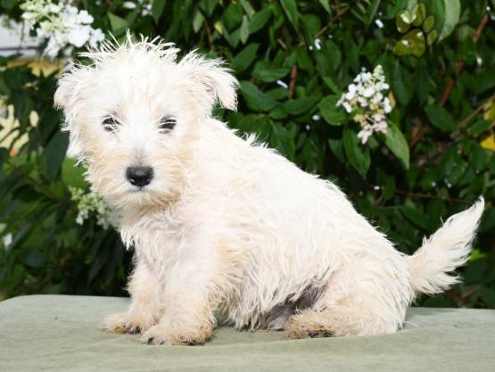 ❤️❤️ Westie Puppies ❤️❤️ Girl & Boy ❤️ ❤️ Image eClassifieds4u