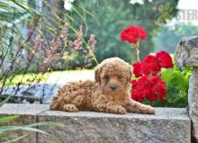 ❤️ ❤️ CKC REGISTERED TOY POODLE PUPS ❤️ ❤️