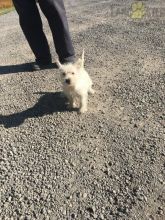 ***Gorgeous RARE Westie Puppies***