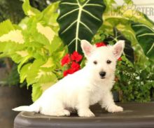 12 weeks old Westie Pups *Trained*