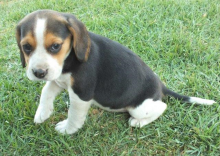 Beautiful Beagle puppies for adoption