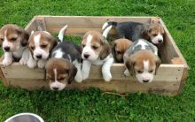 Beautiful Beagle puppies for adoption
