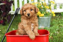 Beautiful Toy Poodle puppies for adoption~non shedding