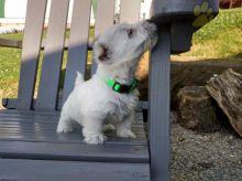 Beautiful Westie Puppies! READY NOW!