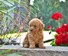 Healthy adorable *Toy Poodle* puppies!