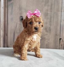 Lovely Toy Poodle pups -READY TO pick up