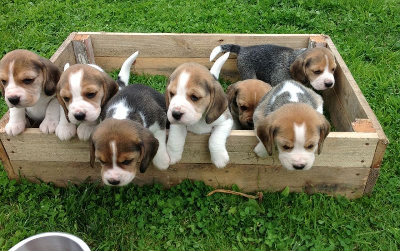 Beautiful Beagle puppies for adoption Image eClassifieds4u