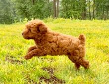 ***Gorgeous RARE Toy Poodle Puppies*** Image eClassifieds4U