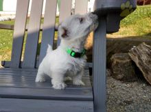 Beautiful Westie Puppies! READY NOW! Image eClassifieds4U