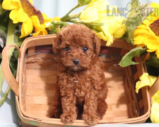 Only 2 available! Toy Poodle pups! **Vaccinated** Image eClassifieds4u