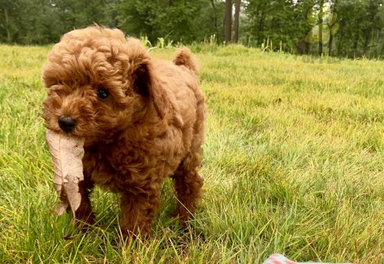Toy Poodle Puppies ready to go home! Health Guarantee Incl. Image eClassifieds4u