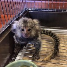 Adorable Finger Baby Marmoset Monkeys For Adoption