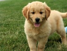 Golden Retriever puppies for adoption