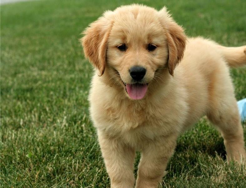 Golden Retriever puppies for adoption Image eClassifieds4u