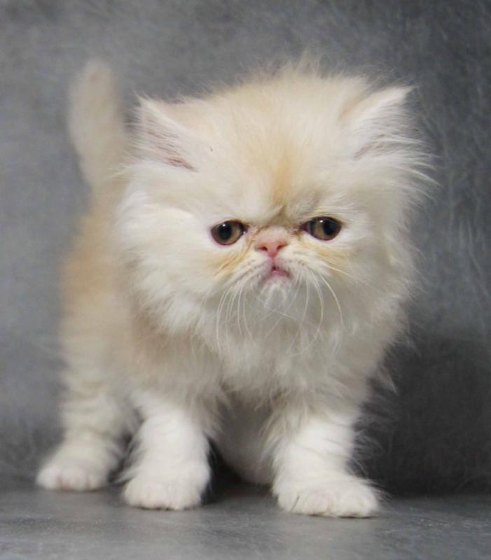 I have 12 weeks old Persian kittens Image eClassifieds4u