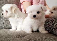 2 Amazing Maltese Puppies Available...kels.wa88@gmail.com
