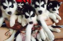 Amazing Siberian Husky Puppies for rehoming....kels.wa88@gmail.com