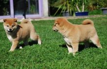 Healthy and Excellent Shiba Inu Puppies for adoption...kels.wa88@gmail.com