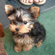 Trained Yorkie Puppies available..kels.wa88@gmail.com