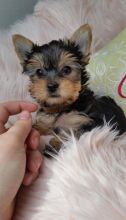Two adorable 11 week old Yorkie puppies for adoption...kels.wa88@gmail.com