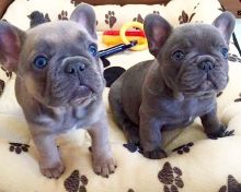 Well Trained French Bulldog Puppies...kels.wa88@gmail.com