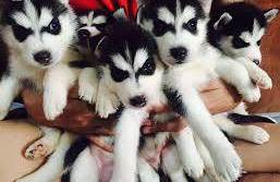 Amazing Siberian Husky Puppies for rehoming....kels.wa88@gmail.com Image eClassifieds4u