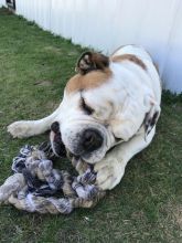 Old English Bulldog Image eClassifieds4u 2