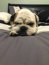 Old English Bulldog Image eClassifieds4u 1